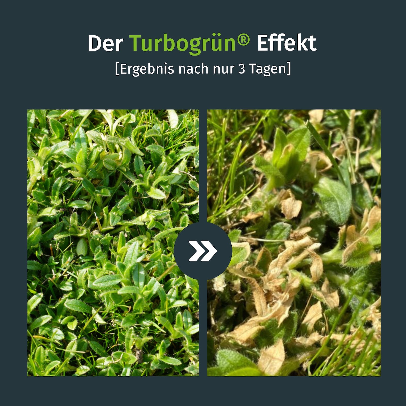 Unkrautvernichter Vorher Nachher