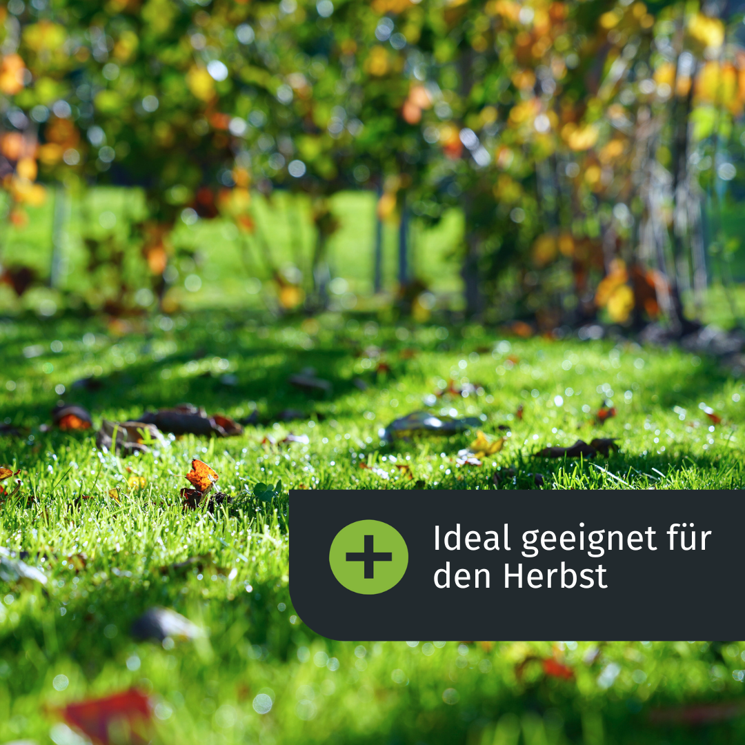 Herbst Rasenset + GRATIS Unkrautvernichter (250 m²) – turbogrün